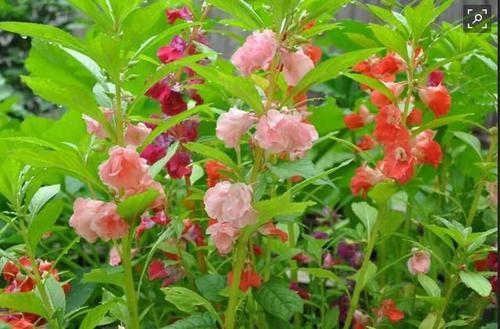 室外耐阴花卉有哪些 如何养护 - 花卉种植 - 四季盆栽
