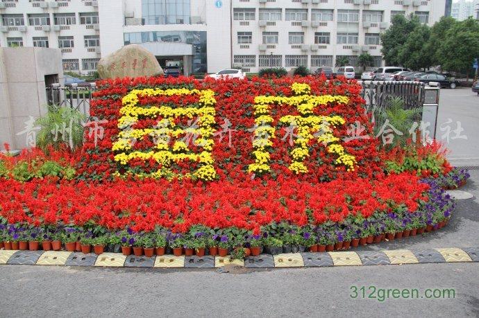 供应国庆花坛常用花卉,节日常用花卉